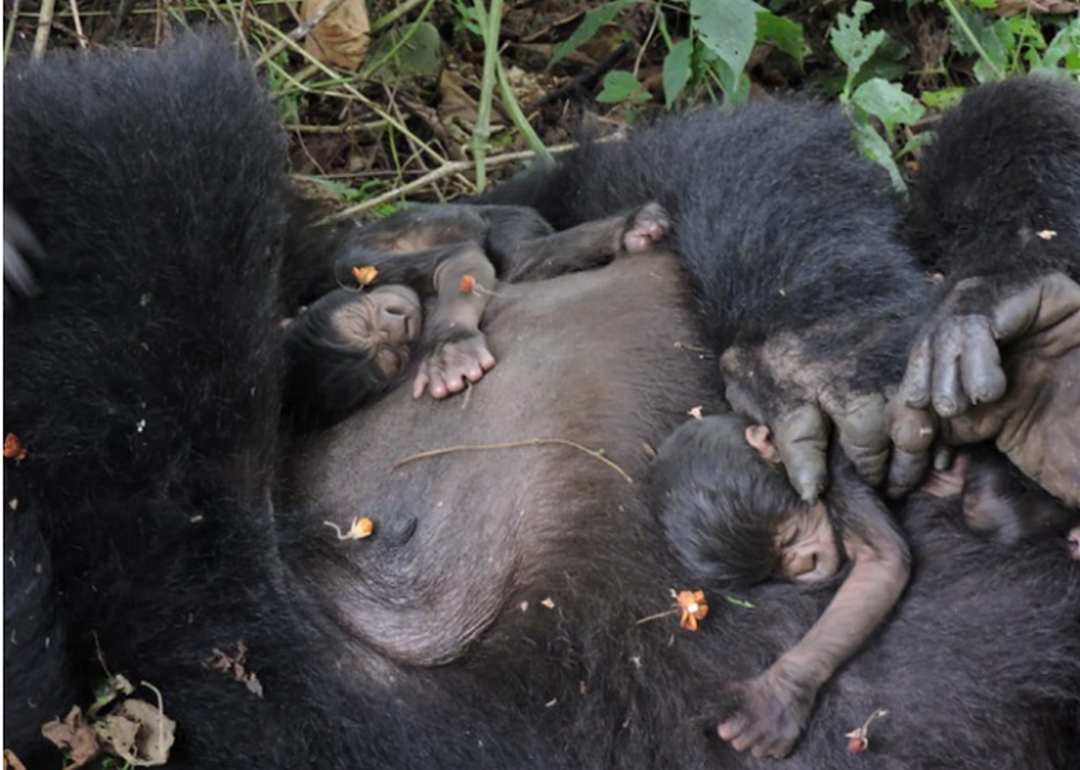 Cách giúp khỉ hồi phục sau khi sinh sản