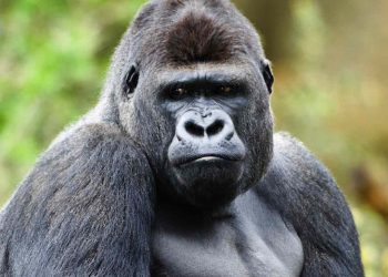 Đặc điểm ngoại hình của loài khỉ đột