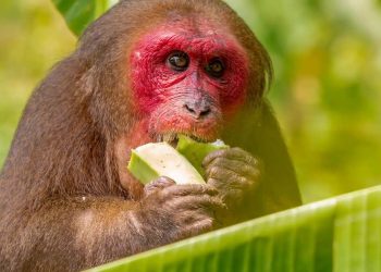 Thức ăn phù hợp với khỉ đột