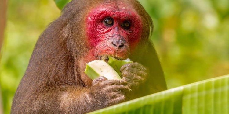 Thức ăn phù hợp với khỉ đột