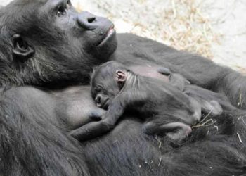 Cách để giữ an toàn khi khỉ chuẩn bị sinh sản