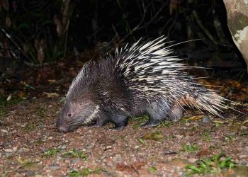 Loài nhím hoang dã
