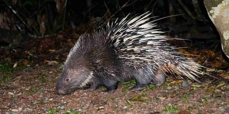 Loài nhím hoang dã