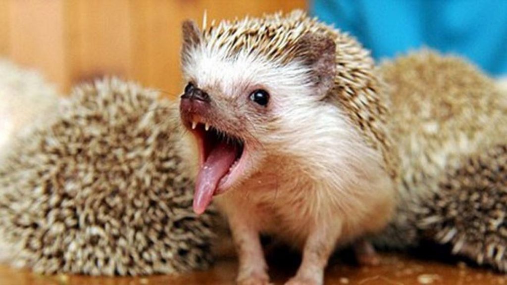 Tìm Hiểu Tổng Quan Những Đặc Điểm Sinh Sản Của Loài Nhím