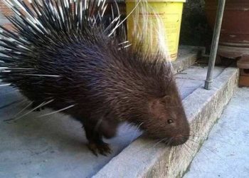 Nhím phân bổ ở khắp nơi