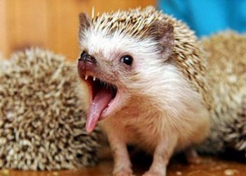 Quy trình sinh sản của loài nhím