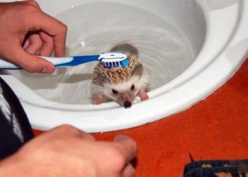 Chung tay bảo vệ loài nhím