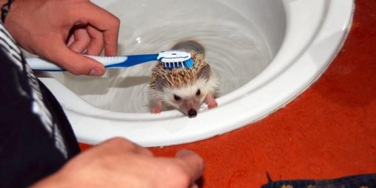 Chung tay bảo vệ loài nhím