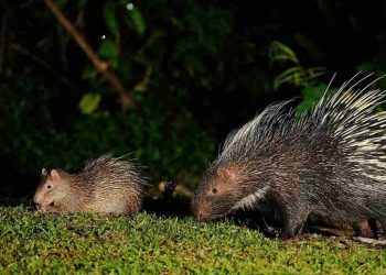 Đặc điểm sinh sản của loài nhím