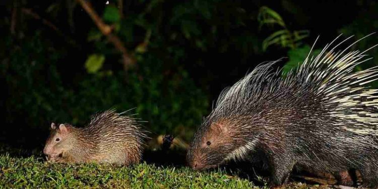 Đặc điểm sinh sản của loài nhím