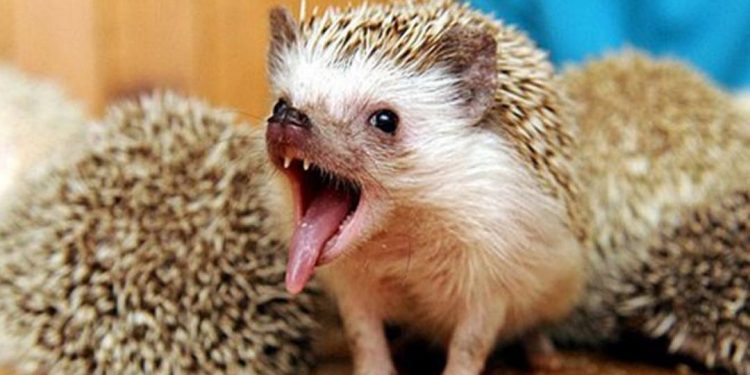 Quy trình sinh sản của loài nhím