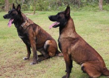 Đặc điểm của chó Béc Bỉ