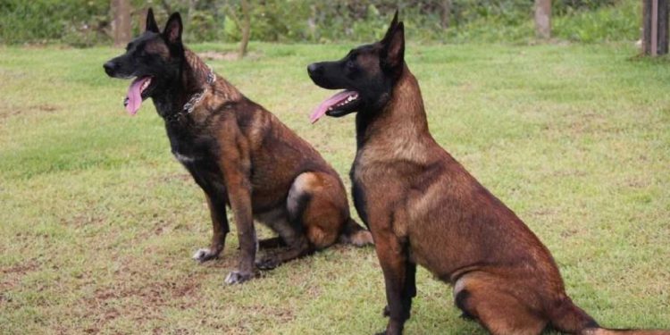 Đặc điểm của chó Béc Bỉ