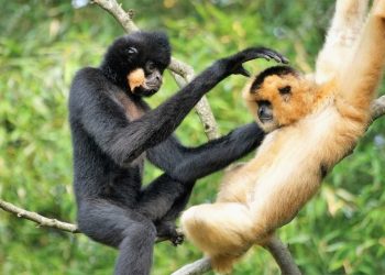 Tính cạnh tranh của loài vượn trong hệ sinh thái