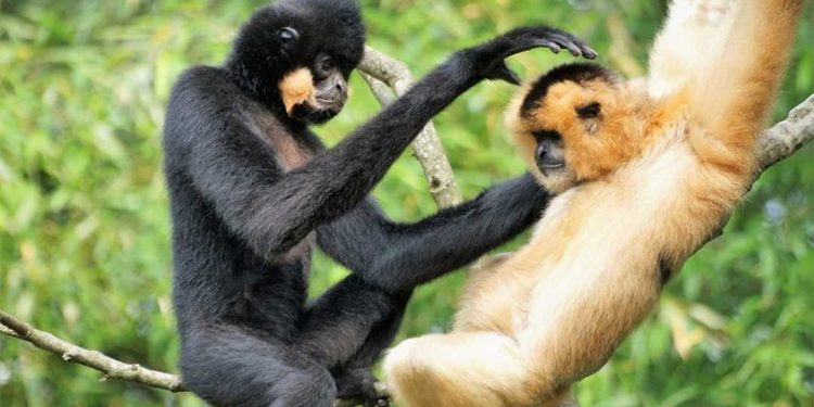 Tính cạnh tranh của loài vượn trong hệ sinh thái