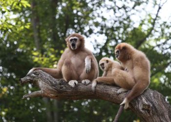 Các yếu tố ảnh hưởng đến sinh sản của loài vượn