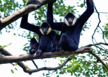 So sánh kích thước của loài vượn và tinh tinh