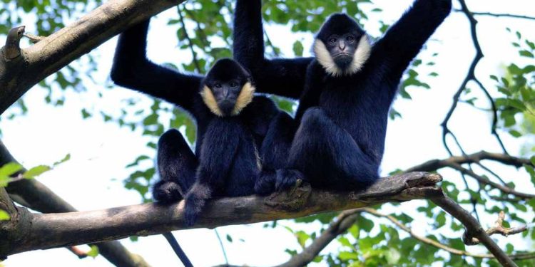 So sánh kích thước của loài vượn và tinh tinh