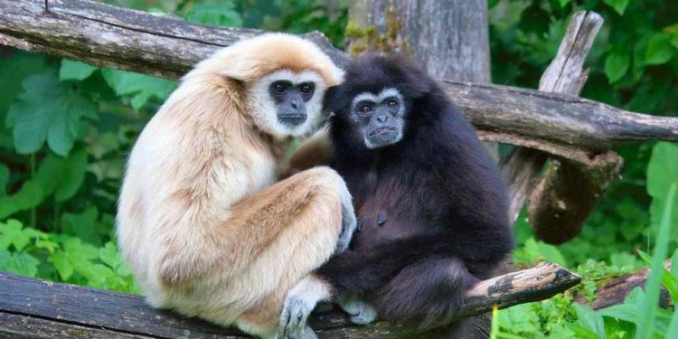 Nguồn gốc của con vượn