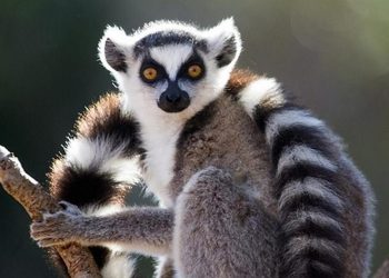 Loài vượn cáo vô cùng quý hiếm