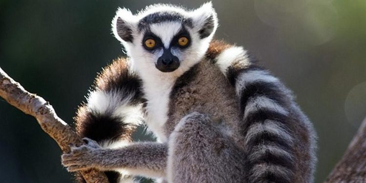 Loài vượn cáo vô cùng quý hiếm