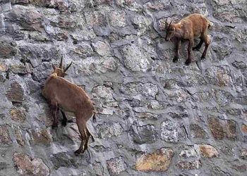 Loài dê núi leo vách đá