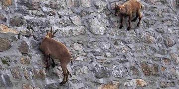 Loài dê núi leo vách đá