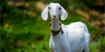 Cách lựa chọn thức ăn phù hợp với loài dê của bạn