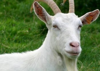 Nguồn gốc của loài dê