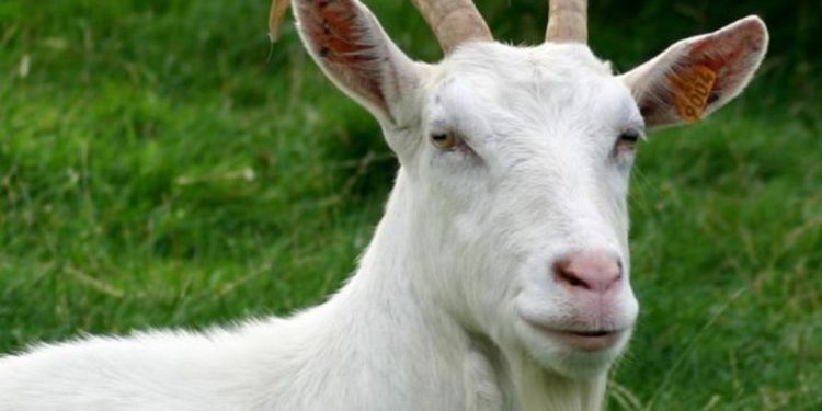 Nguồn gốc của loài dê