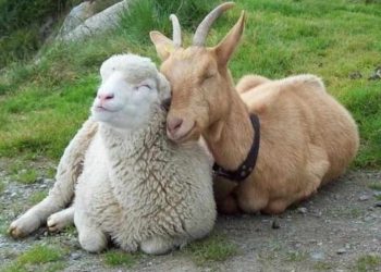 Đặc điểm sinh học của loài dê và cừu