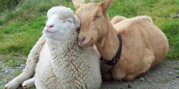 Đặc điểm sinh học của loài dê và cừu