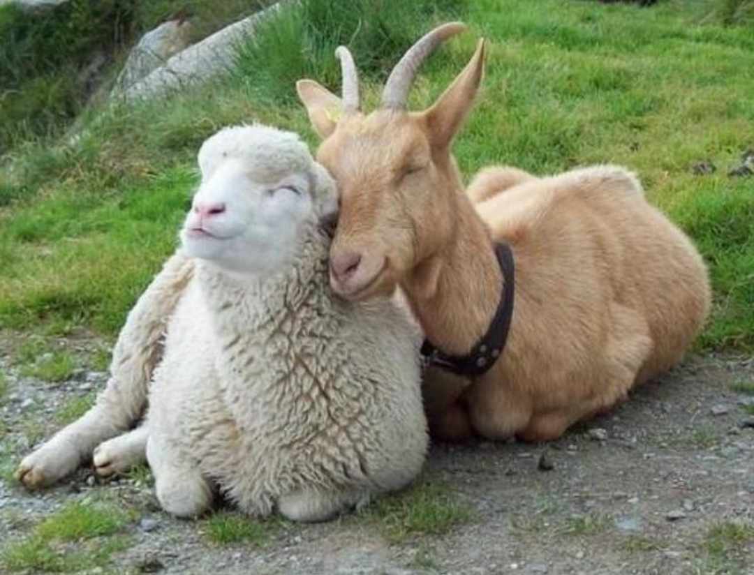 Đặc điểm sinh học của loài dê và cừu