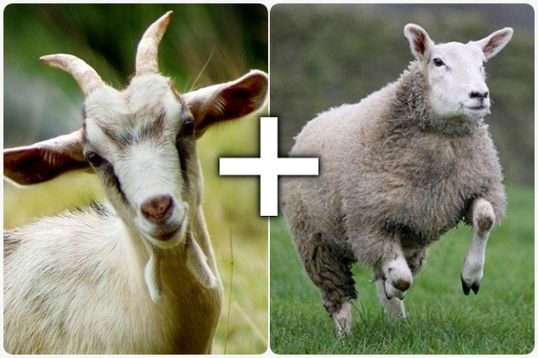 Sự giống nhau và khác nhau giữa dê và cừu