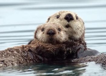 Rái cá rất thích sống theo bầy đàn