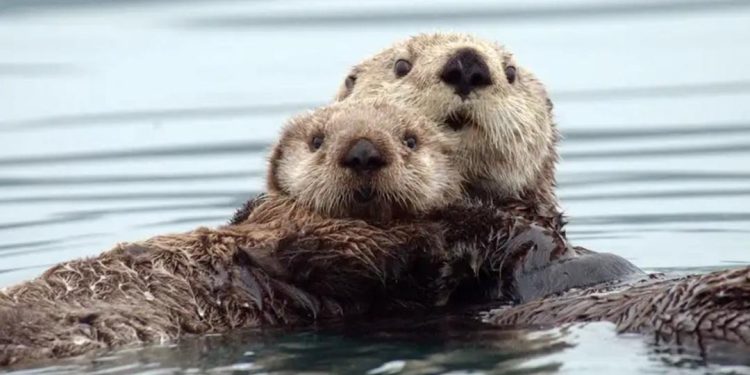 Rái cá rất thích sống theo bầy đàn