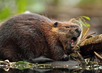 Hải ly là loài rất dễ ăn
