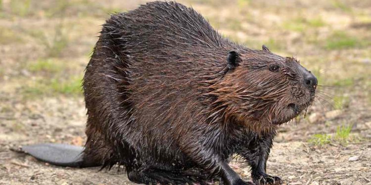 Các loài hải ly ngày nay