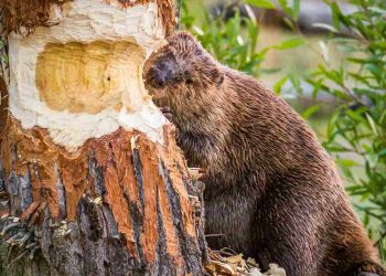 Cách bổ sung các thực phẩm tốt cho hải ly của bạn