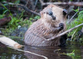 Các biện pháp bảo vệ an toàn cho loài hải ly