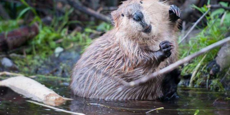 Các biện pháp bảo vệ an toàn cho loài hải ly